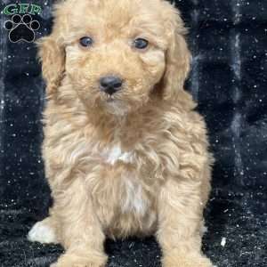 Raleigh, Mini Goldendoodle Puppy