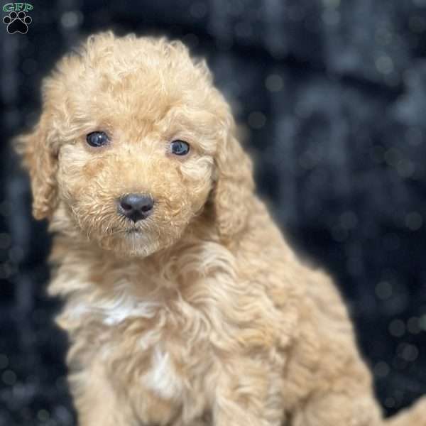 Raleigh, Mini Goldendoodle Puppy