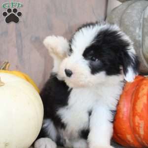 Jack, Old English Sheepdog Puppy