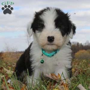 Jack, Old English Sheepdog Puppy