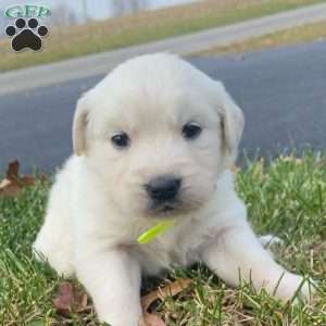 Mia, English Cream Golden Retriever Puppy