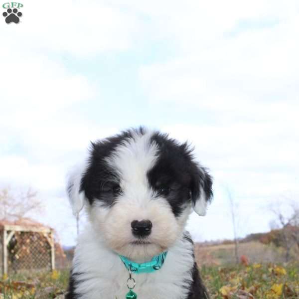 Jack, Old English Sheepdog Puppy