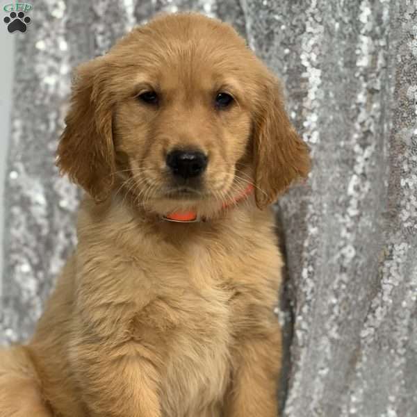 Linda, Golden Retriever Puppy