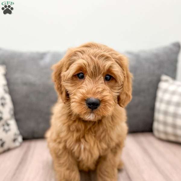 Max, Mini Goldendoodle Puppy