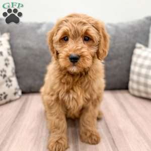 Max, Mini Goldendoodle Puppy