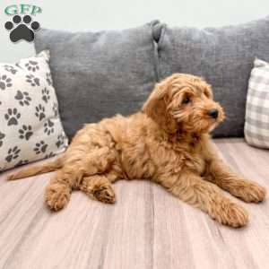 Max, Mini Goldendoodle Puppy