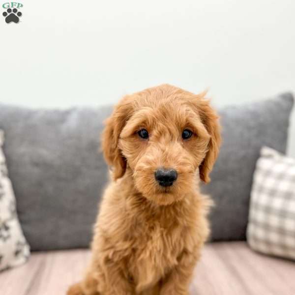 Finn, Mini Goldendoodle Puppy