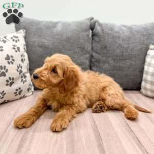 Finn, Mini Goldendoodle Puppy