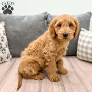 Finn, Mini Goldendoodle Puppy