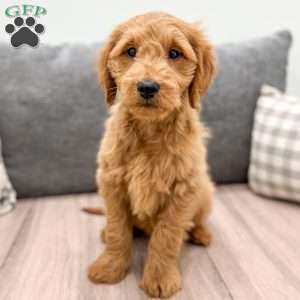 Finn, Mini Goldendoodle Puppy