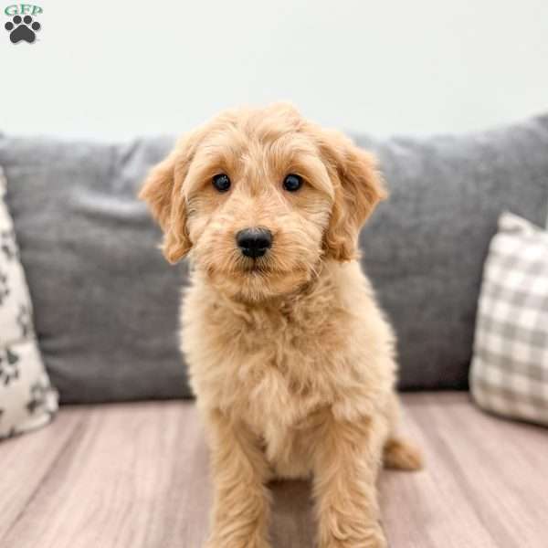 Zoe, Mini Goldendoodle Puppy