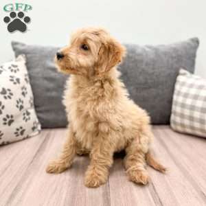 Zoe, Mini Goldendoodle Puppy