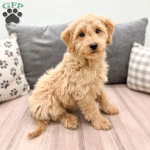 Zoe, Mini Goldendoodle Puppy