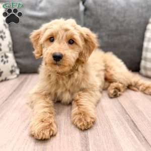 Zoe, Mini Goldendoodle Puppy