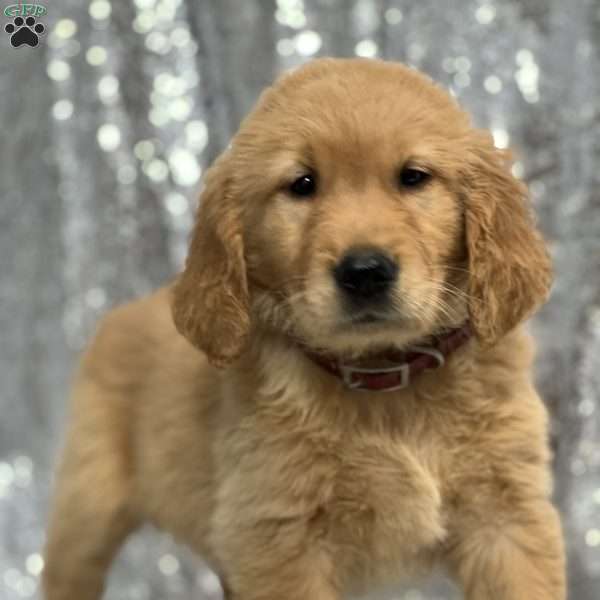 Lena, Golden Retriever Puppy