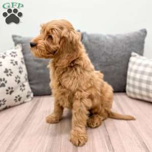 Milo, Mini Goldendoodle Puppy