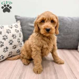 Milo, Mini Goldendoodle Puppy