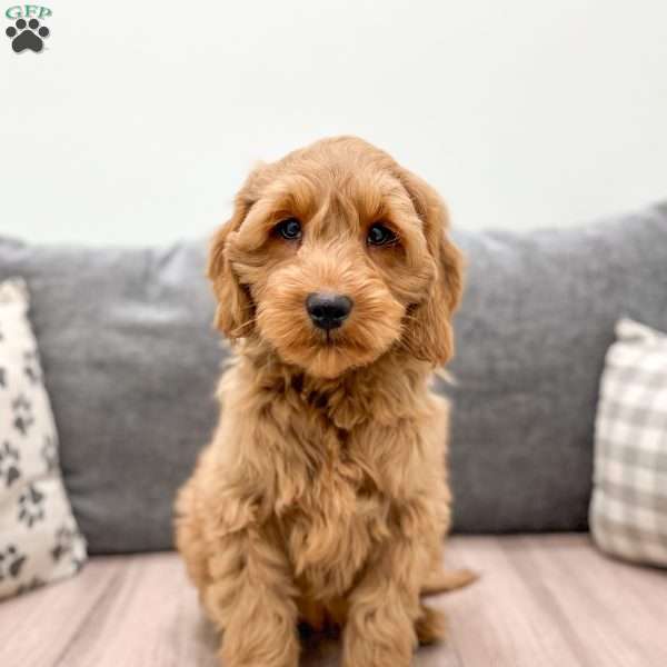 Milo, Mini Goldendoodle Puppy