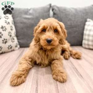 Milo, Mini Goldendoodle Puppy