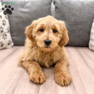 Rio, Mini Goldendoodle Puppy