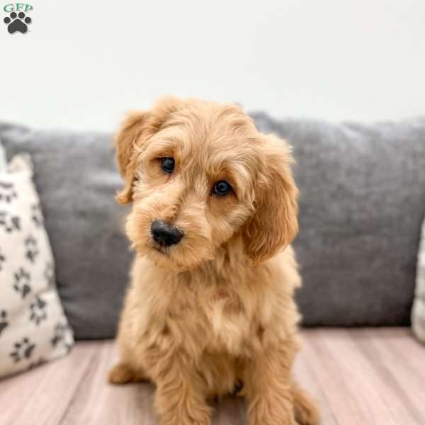 Rio, Mini Goldendoodle Puppy