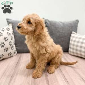 Rio, Mini Goldendoodle Puppy