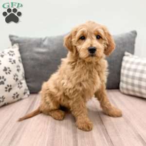 Rio, Mini Goldendoodle Puppy