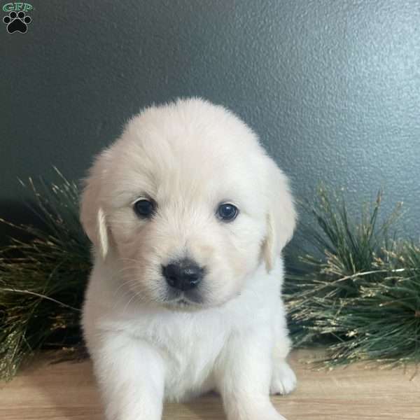 Cassie, English Cream Golden Retriever Puppy