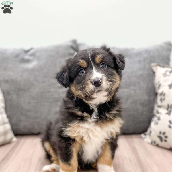 Milo, Australian Shepherd Puppy