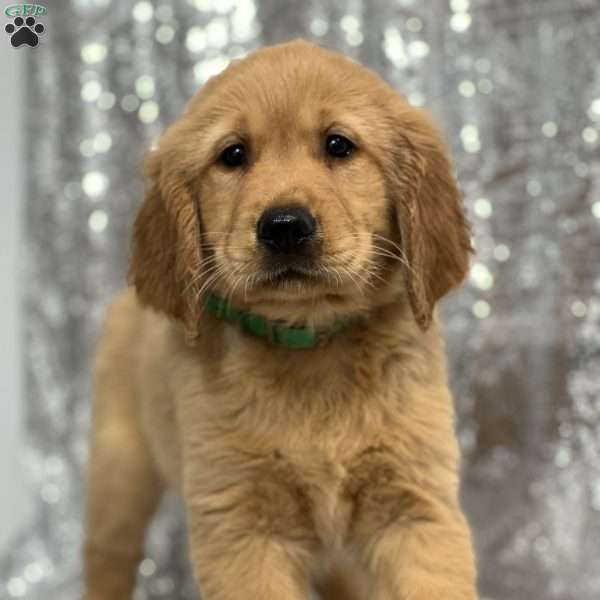 Leroy, Golden Retriever Puppy