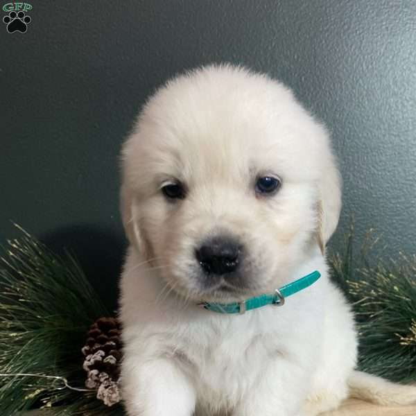 Max, English Cream Golden Retriever Puppy