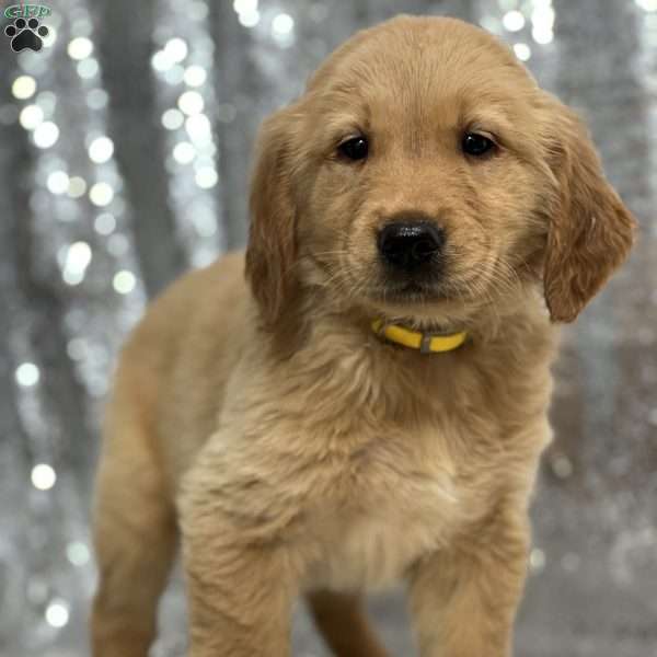 Leon, Golden Retriever Puppy