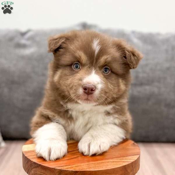 Benji, Australian Shepherd Puppy