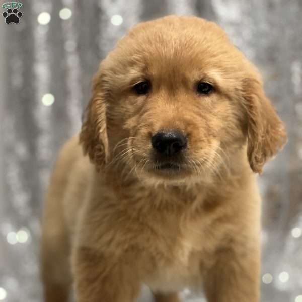 Larry, Golden Retriever Puppy