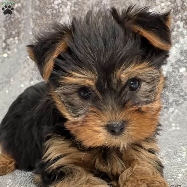 Ruth, Yorkie Puppy