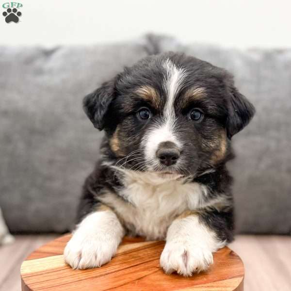 Blaze, Australian Shepherd Puppy