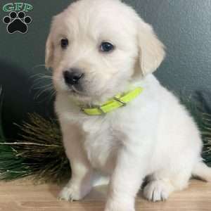 Mia, English Cream Golden Retriever Puppy