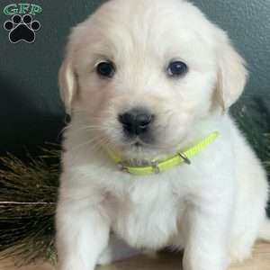 Mia, English Cream Golden Retriever Puppy