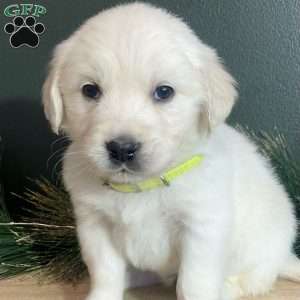 Mia, English Cream Golden Retriever Puppy