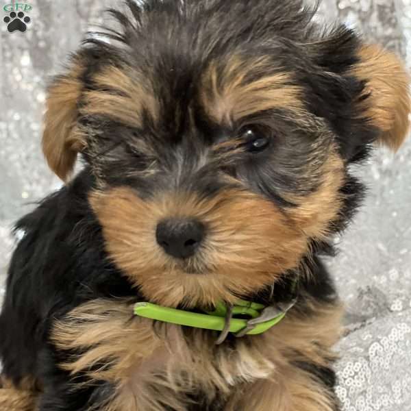 Reuben, Yorkie Puppy