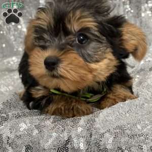 Reuben, Yorkie Puppy