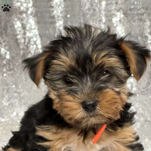 Raymond, Yorkie Puppy