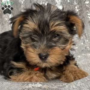 Raymond, Yorkie Puppy