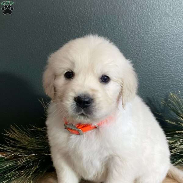 Stella, English Cream Golden Retriever Puppy