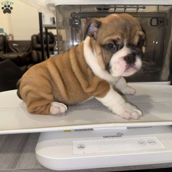 Brownie, English Bulldog Puppy