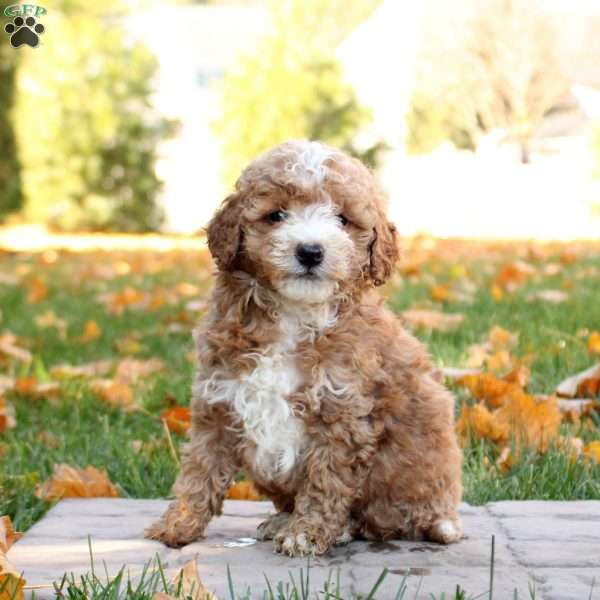 Ian, Mini Goldendoodle Puppy