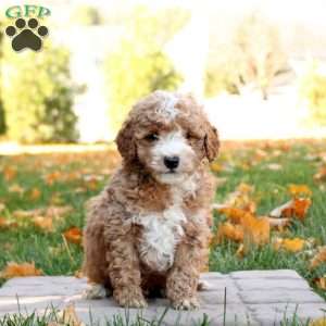 Ian, Mini Goldendoodle Puppy