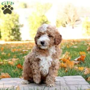 Ian, Mini Goldendoodle Puppy