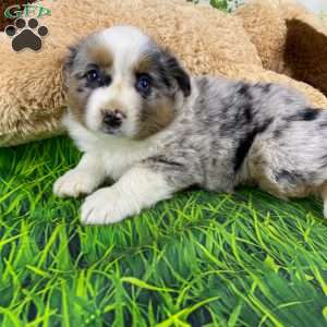 Ruby, Australian Shepherd Puppy