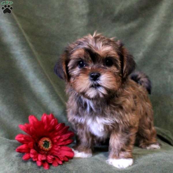 Iris, Shorkie Puppy